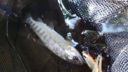 渓流ルアーでヤマメ