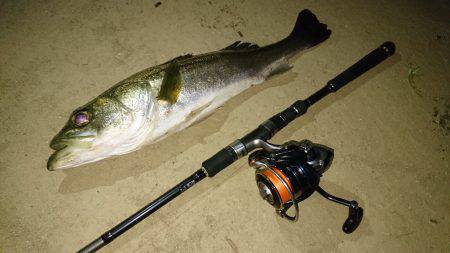 シーバスゲット