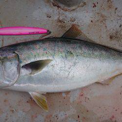 アルバトロスでメジロ爆釣