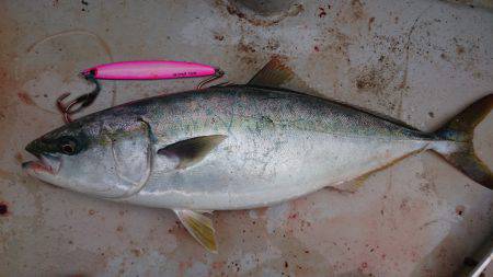 アルバトロスでメジロ爆釣
