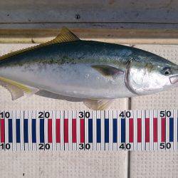 ジギング&タイラバ