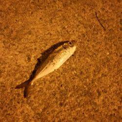 魚もイカもいない