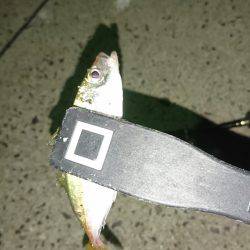 続・豆アジング