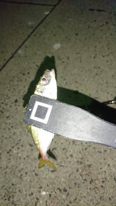 続・豆アジング