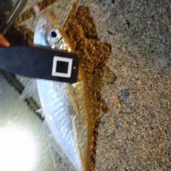 豆じゃないアジング