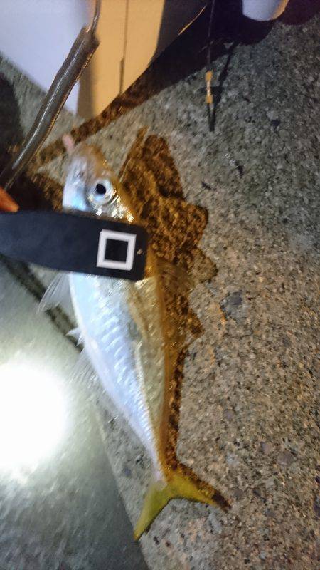 豆じゃないアジング