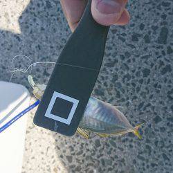 デイアジング？