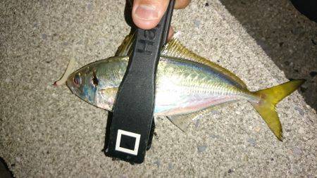 サーフアジング