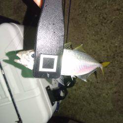 やっぱり豆アジング