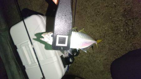 やっぱり豆アジング