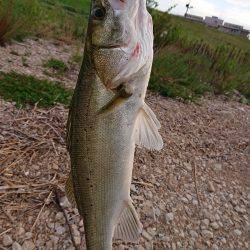 淀川キビレトップウォーター