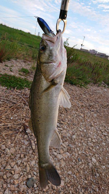淀川キビレトップウォーター