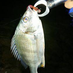 淀川キビレきびしい?