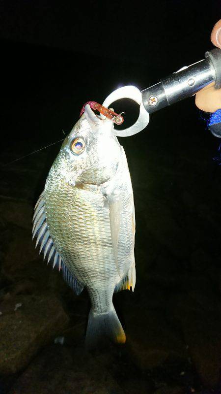 淀川キビレきびしい?