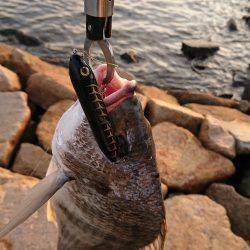 淀川キビレトップウォーター