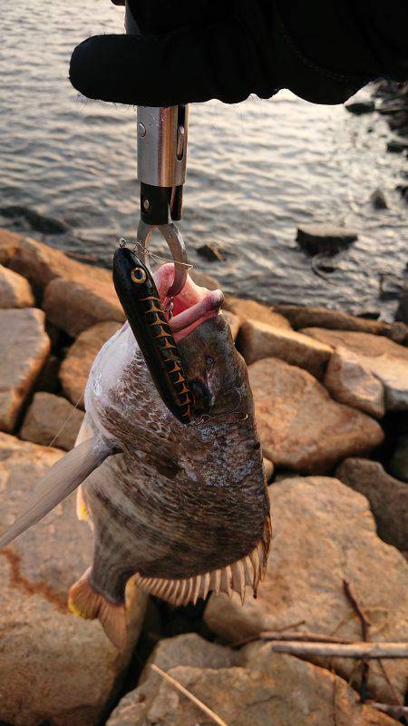 淀川キビレトップウォーター