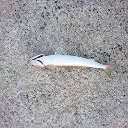 ライトショアジギング