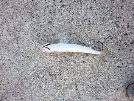 ライトショアジギング