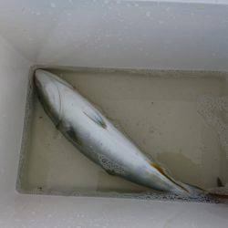 ショアジギング