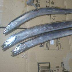 まだまだ小さいイカ&太刀魚