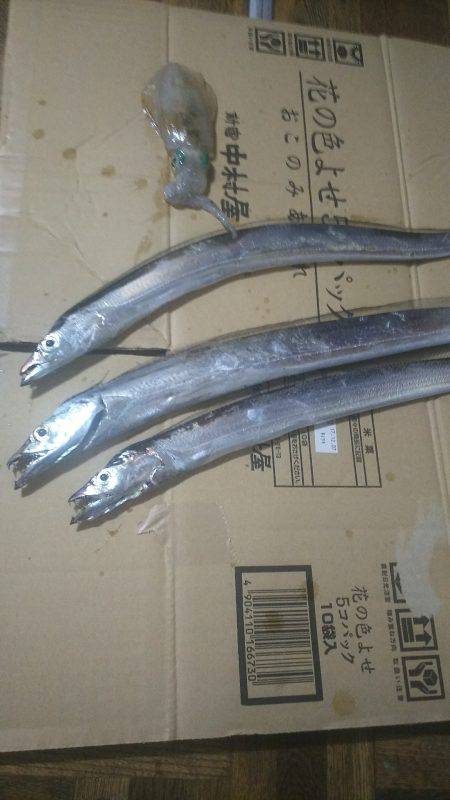 まだまだ小さいイカ&太刀魚