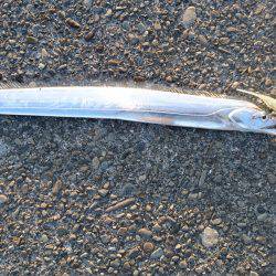 サイズは細いが数は釣れる