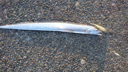 サイズは細いが数は釣れる