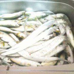 大漁❗大漁❗サバ・メッキ・太刀魚