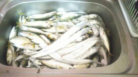 大漁❗大漁❗サバ・メッキ・太刀魚