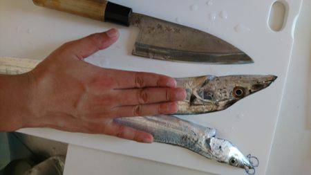 今年初のタチウオ