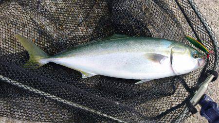 青物釣り
