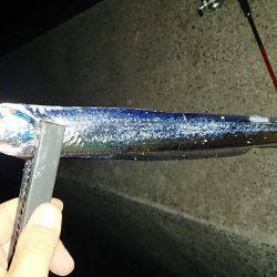 淡路島太刀魚調査