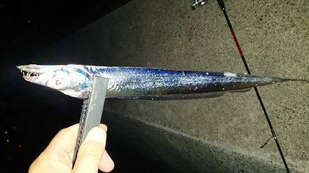 淡路島太刀魚調査