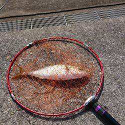 貝塚人工島 青物調査