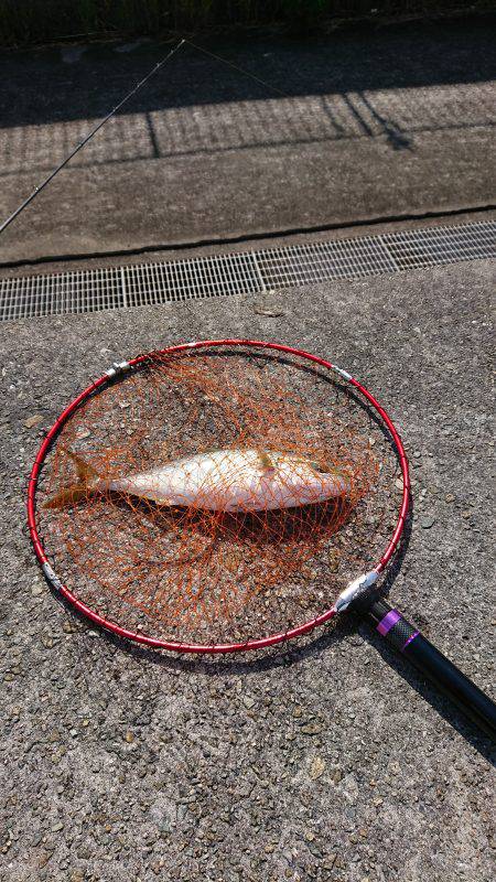 貝塚人工島 青物調査