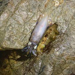 台風前にエギング