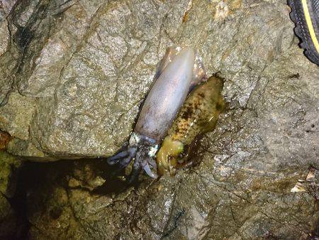 台風前にエギング