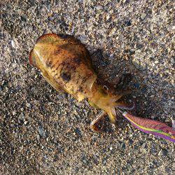 エギング初めました