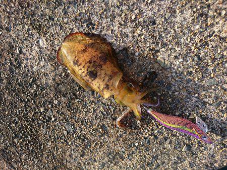 エギング初めました