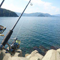 敦賀秋イカも最近渋くなってきました