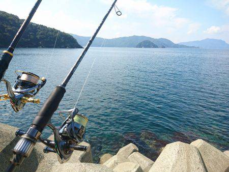 敦賀秋イカも最近渋くなってきました