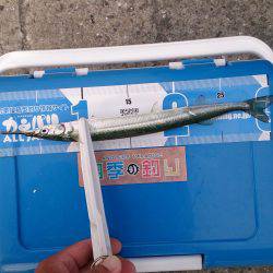 今日も豊漁のはずが、、、