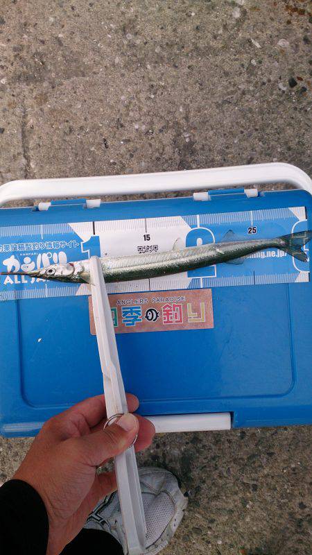 今日も豊漁のはずが、、、