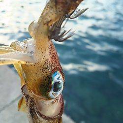 トンカツにはありつけず