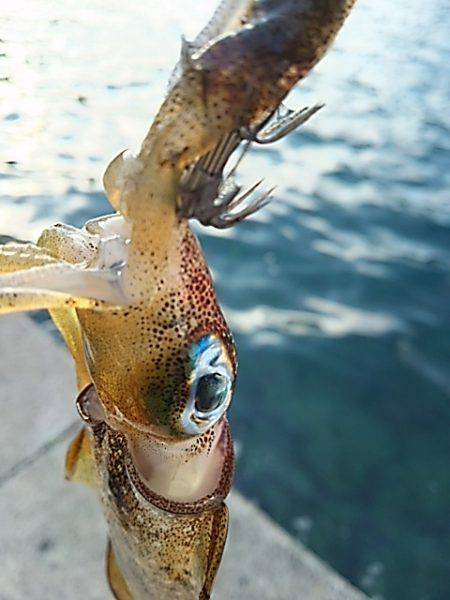 トンカツにはありつけず