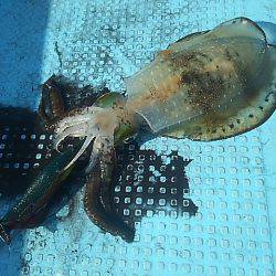 初ティップラン