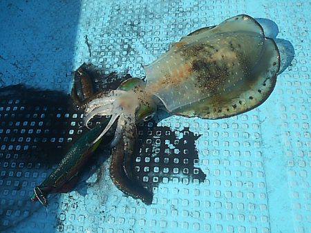 初ティップラン