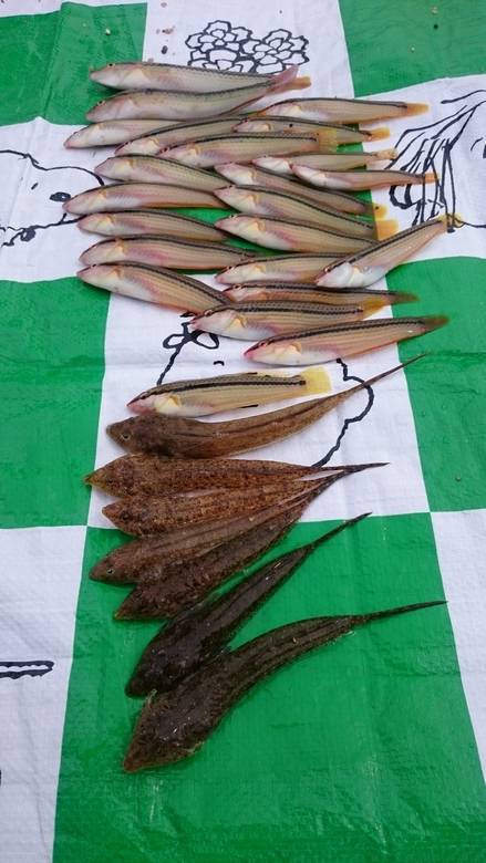 浜からちょい投げ