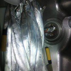 上から下までタチウオ