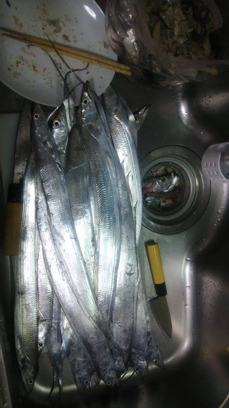 上から下までタチウオ